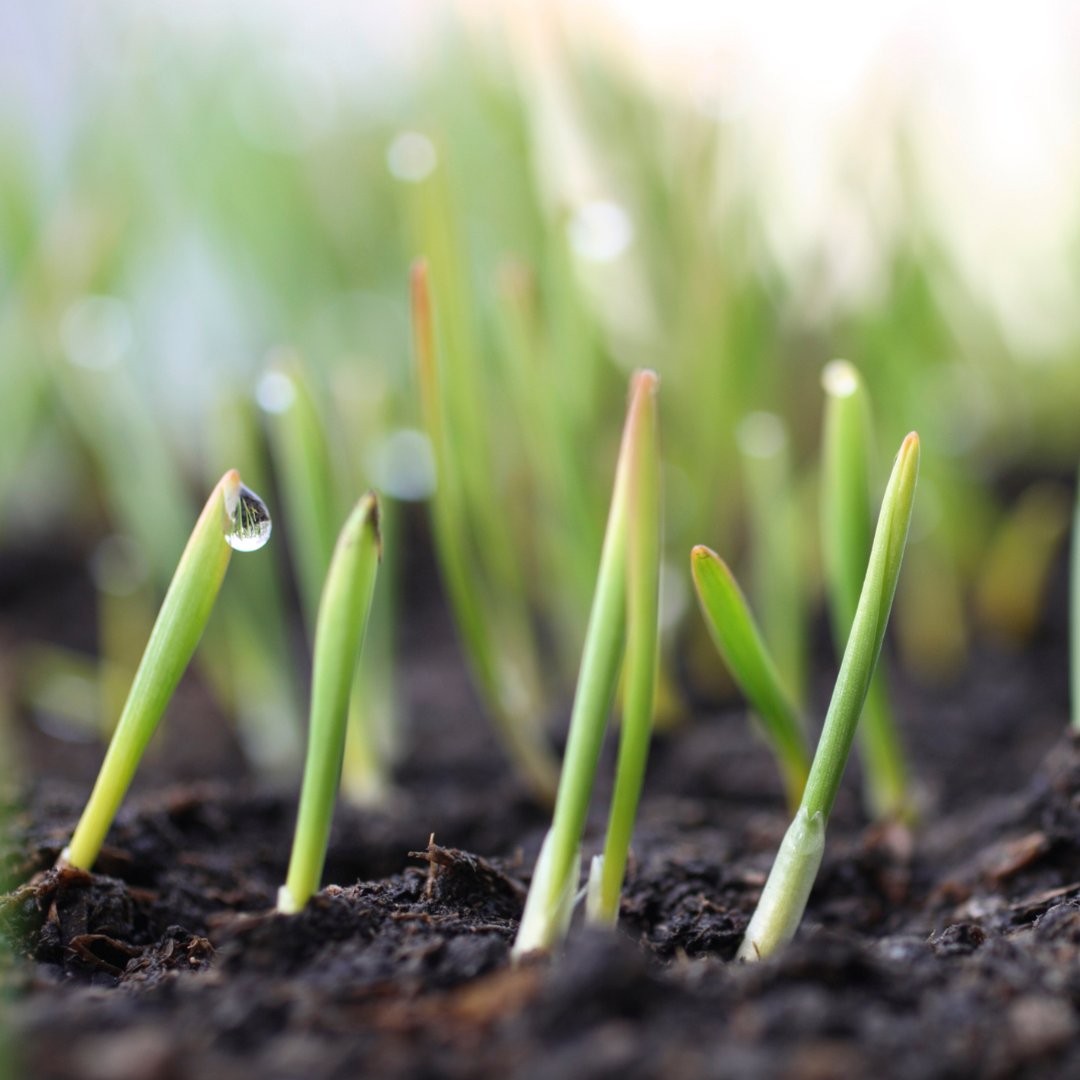 Jamila Norman's Favorite Seeds