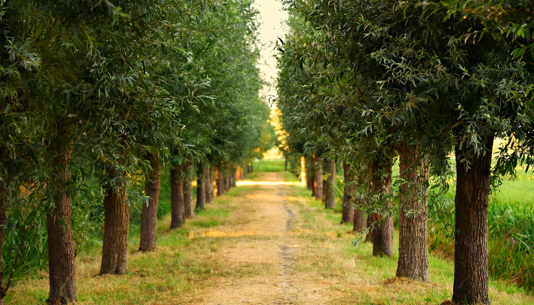 Celebrating Georgia Arbor Day: A Time to Honor Trees and Their Vital Role