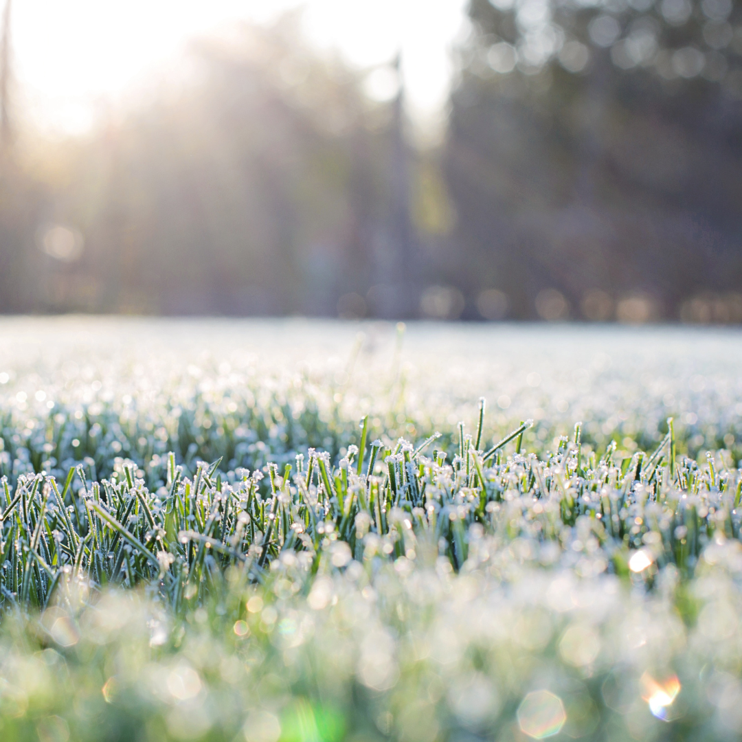 How to Protect Your Outdoor Plants During a Deep Freeze