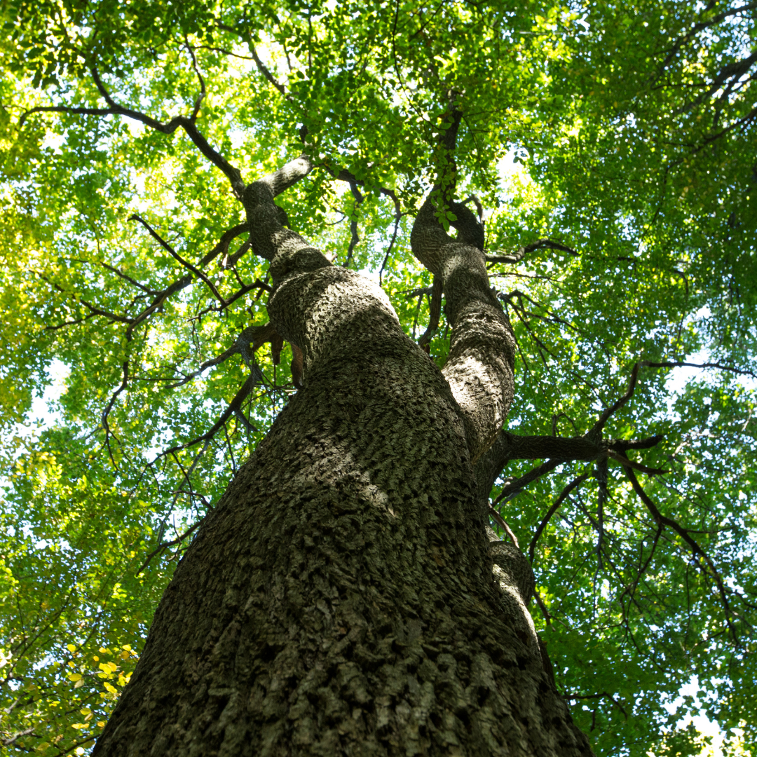 Fall is the Perfect Time to Check Your Trees’ Health