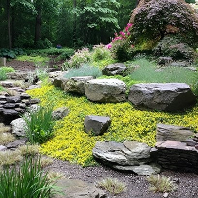 Evergreen Groundcovers: A Lush Foundation for Your Landscape