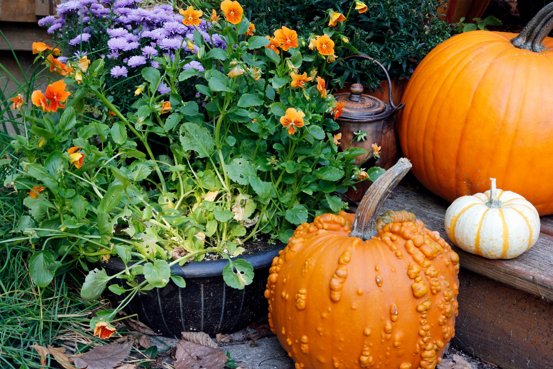 Why Fall is the Best Time to Plant 🍁