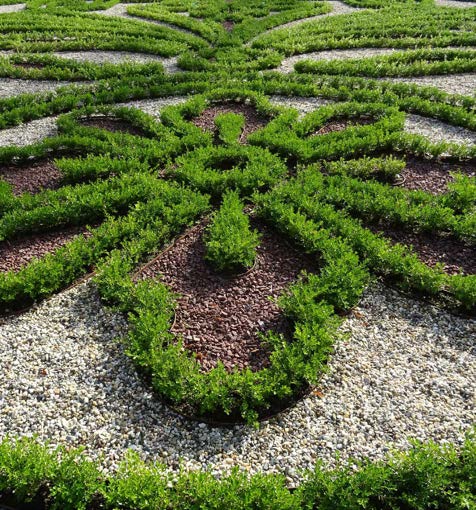 Formal garden planted with Better Boxwood disease-resistant boxwoods