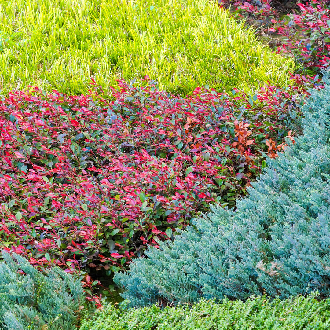 Exploring the Colors of Evergreens: Foliage Beyond Green