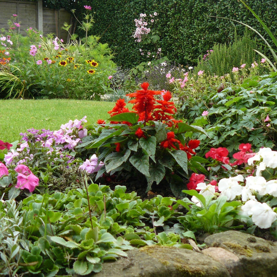 The Best Planting Times for Annuals in the South