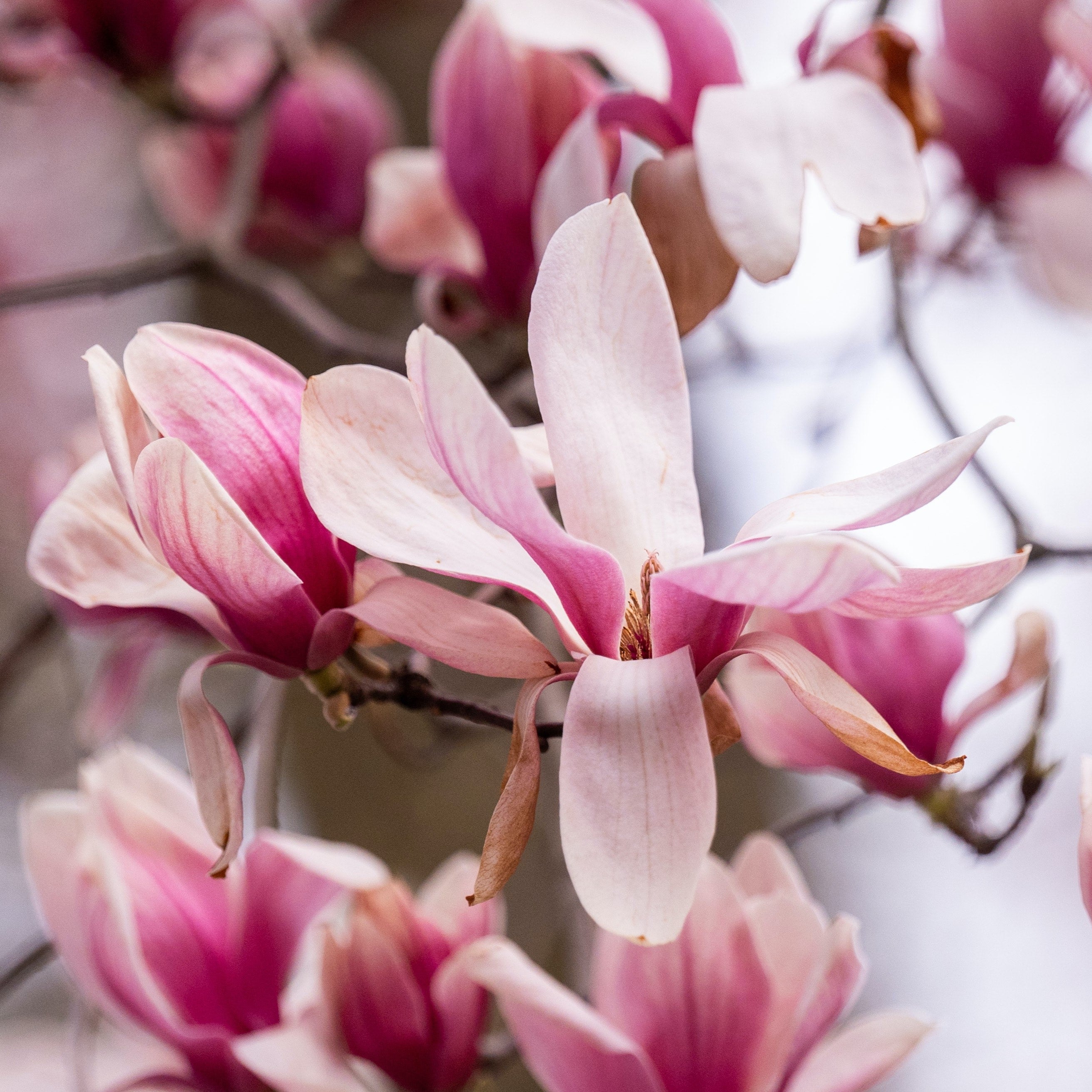 The Magnificent World of Magnolias: A Comprehensive Plant Guide ...