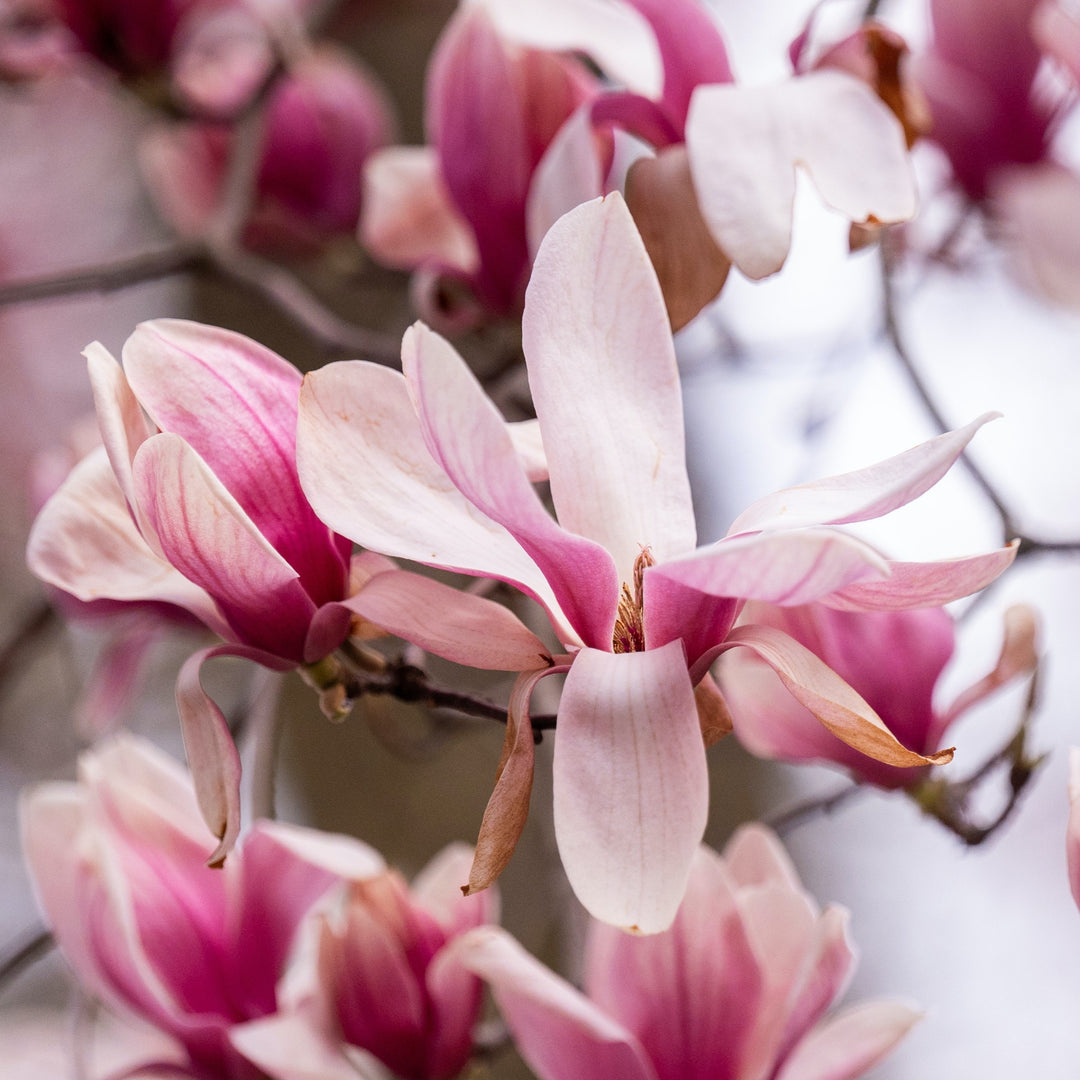 The Magnificent World of Magnolias: A Comprehensive Plant Guide