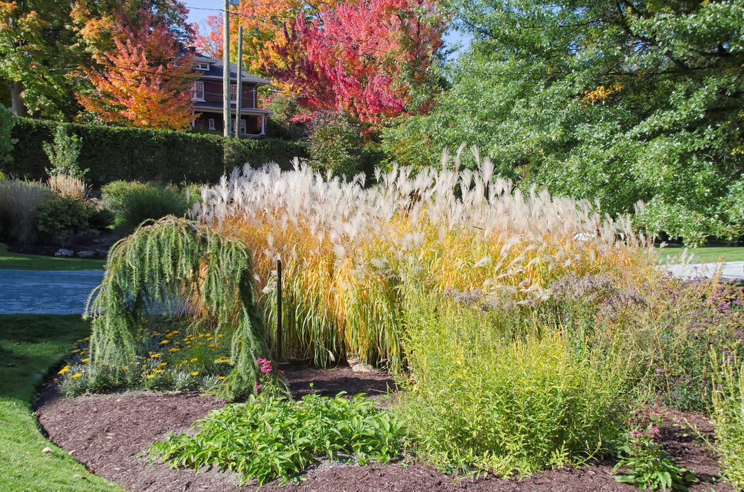 Ornamental Grasses for Georgia Gardens: Supporting Native Pollinators with Style