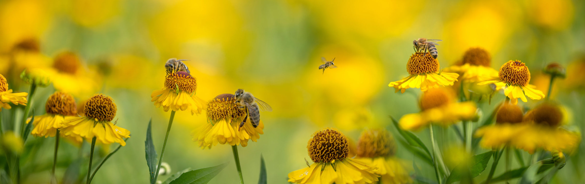 Connect to Protect Pollinator Collection