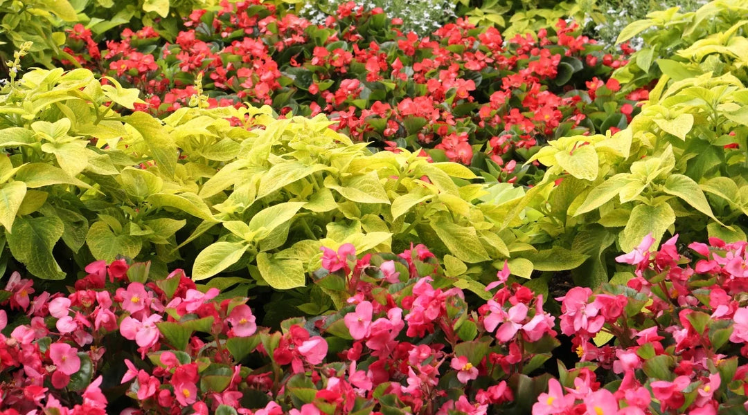 Annuals