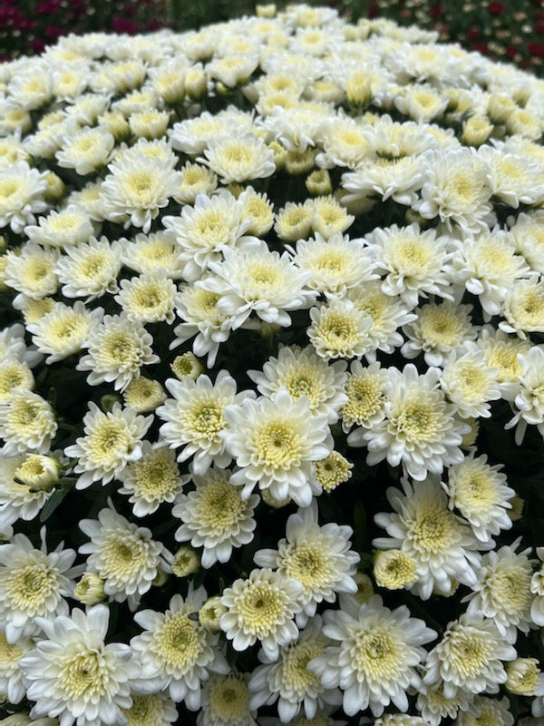 Mums and More