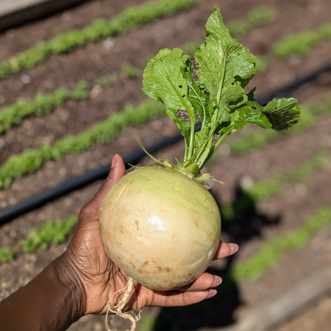 Farmer J's Edible Plant Collection