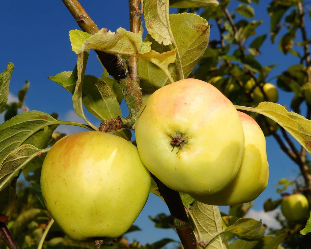 Fruit Trees and Berry Bushes