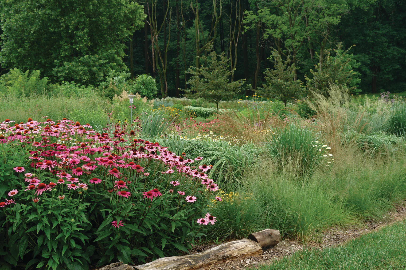 American Beauties Native Plants Collection