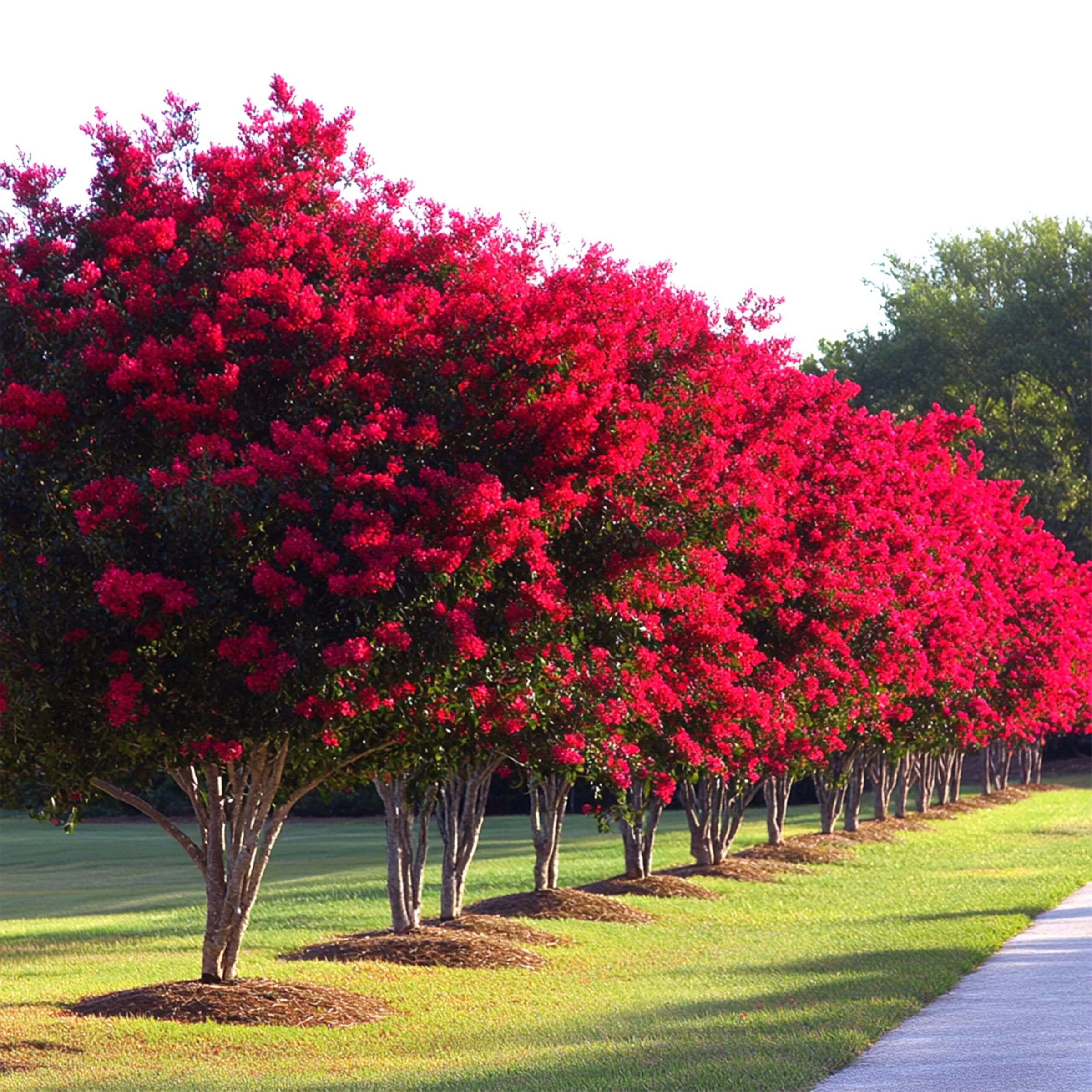 Crape Myrtles