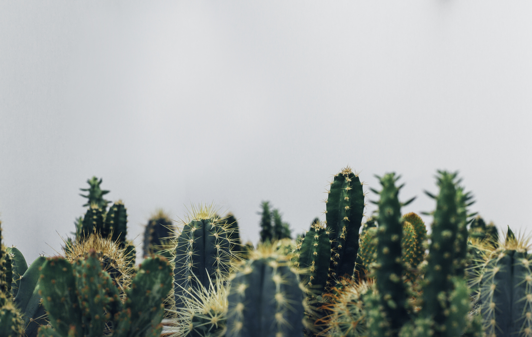 Succulents & Cacti