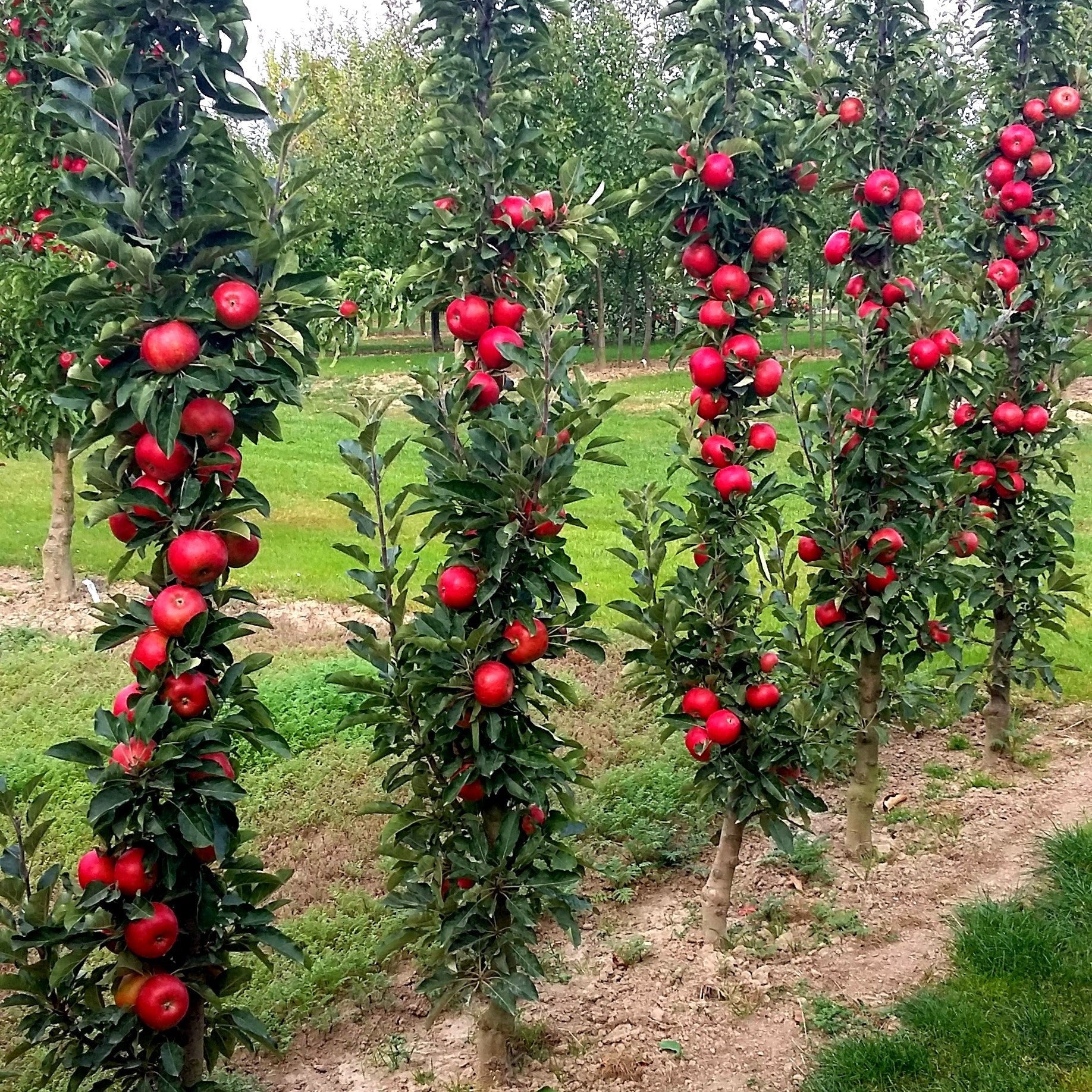Fruit Trees