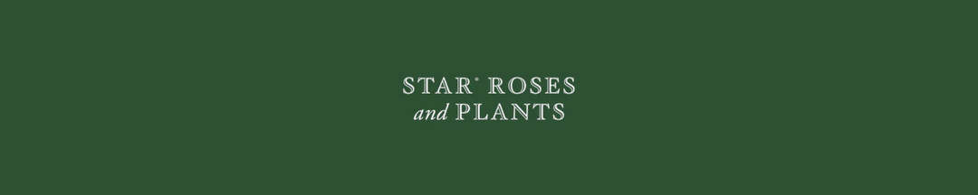 Star® Roses And Plants