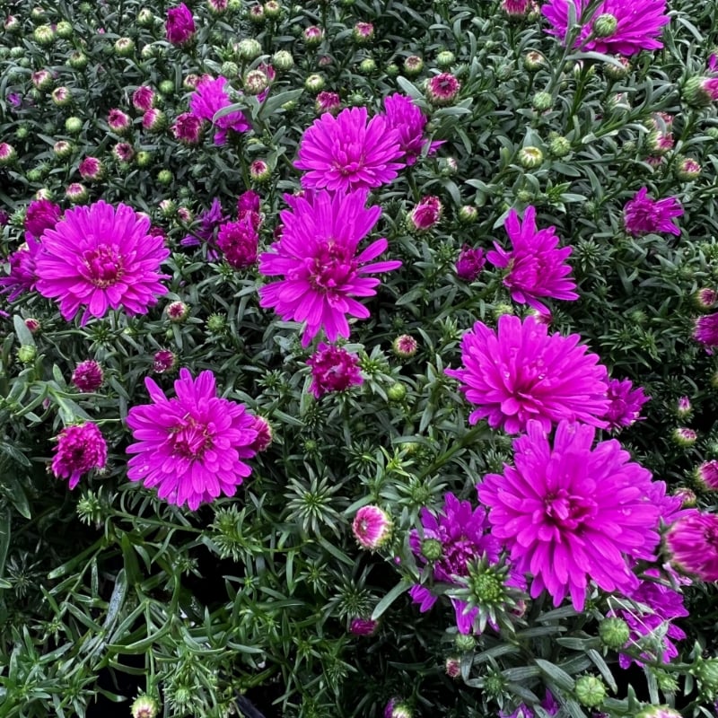 Aster novae-angliae 'Marie III' ~ Marie III Dark Pink New England Aster-ServeScape