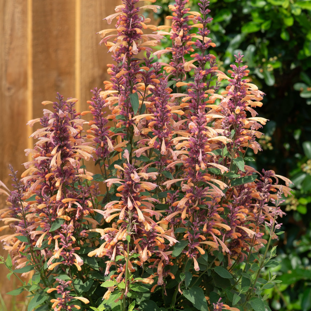 Agastache mexicana ’Balsumleac' ~ Summerlong™ Peach Mexican Giant Hyssop-ServeScape