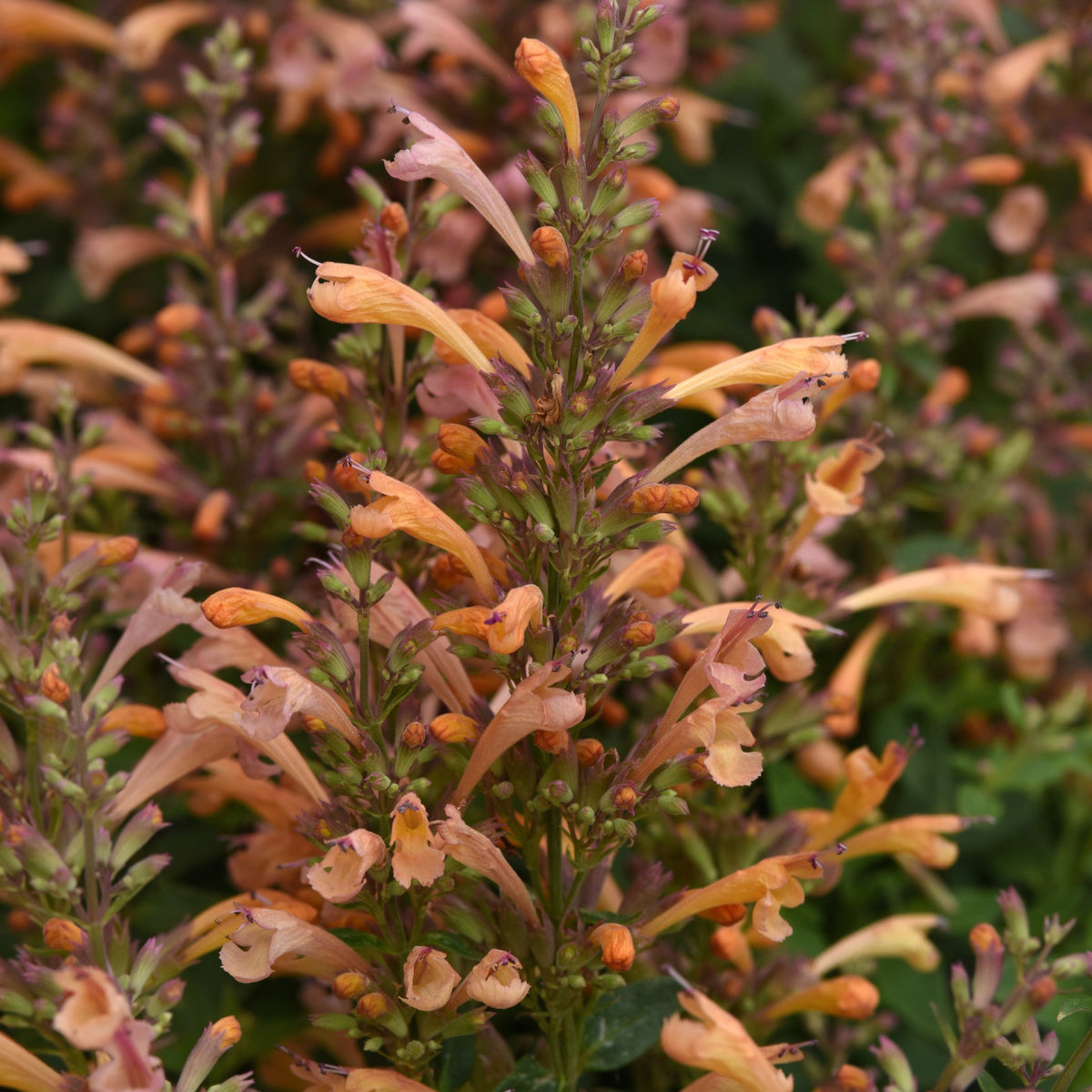Agastache mexicana ’Balsumleac' ~ Summerlong™ Peach Mexican Giant Hyssop-ServeScape