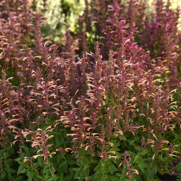 Agastache mexicana ’Balsumleac' ~ Summerlong™ Peach Mexican Giant Hyssop-ServeScape