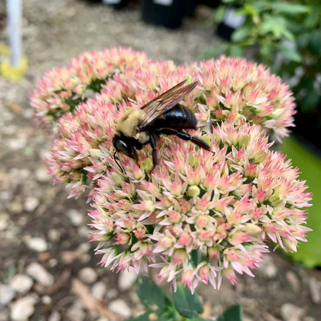 Sedum spectabile 'Autumn Joy' ~ Autumn Joy Stonecrop-ServeScape