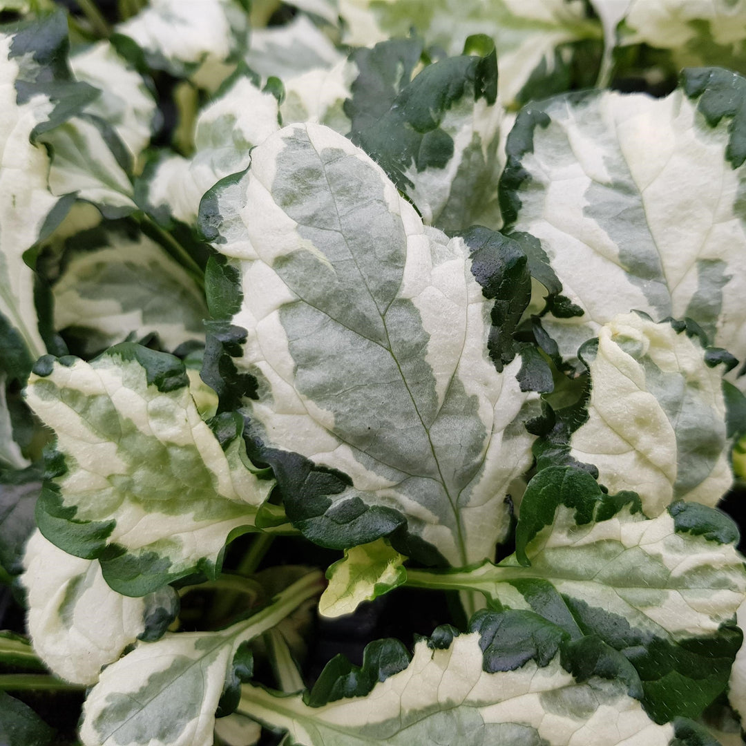 Ajuga reptans 'Asaaj3' ~ Princess Leia Ajuga-ServeScape
