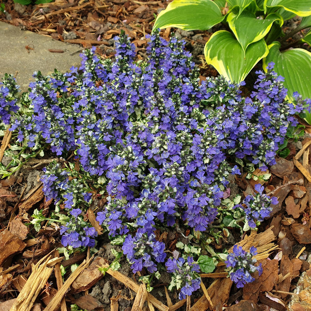 Ajuga reptans 'Asaaj3' ~ Princess Leia Ajuga-ServeScape