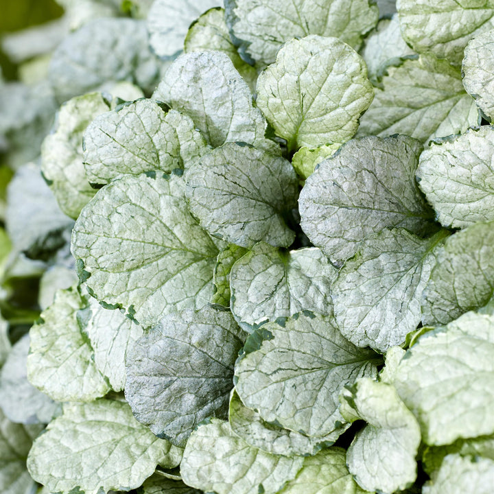 Ajuga reptans 'Asaaj1' ~ Princess Elsa Ajuga-ServeScape