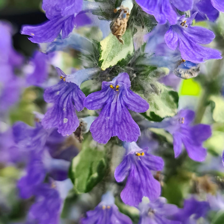Ajuga reptans 'Asaaj1' ~ Princess Elsa Ajuga-ServeScape
