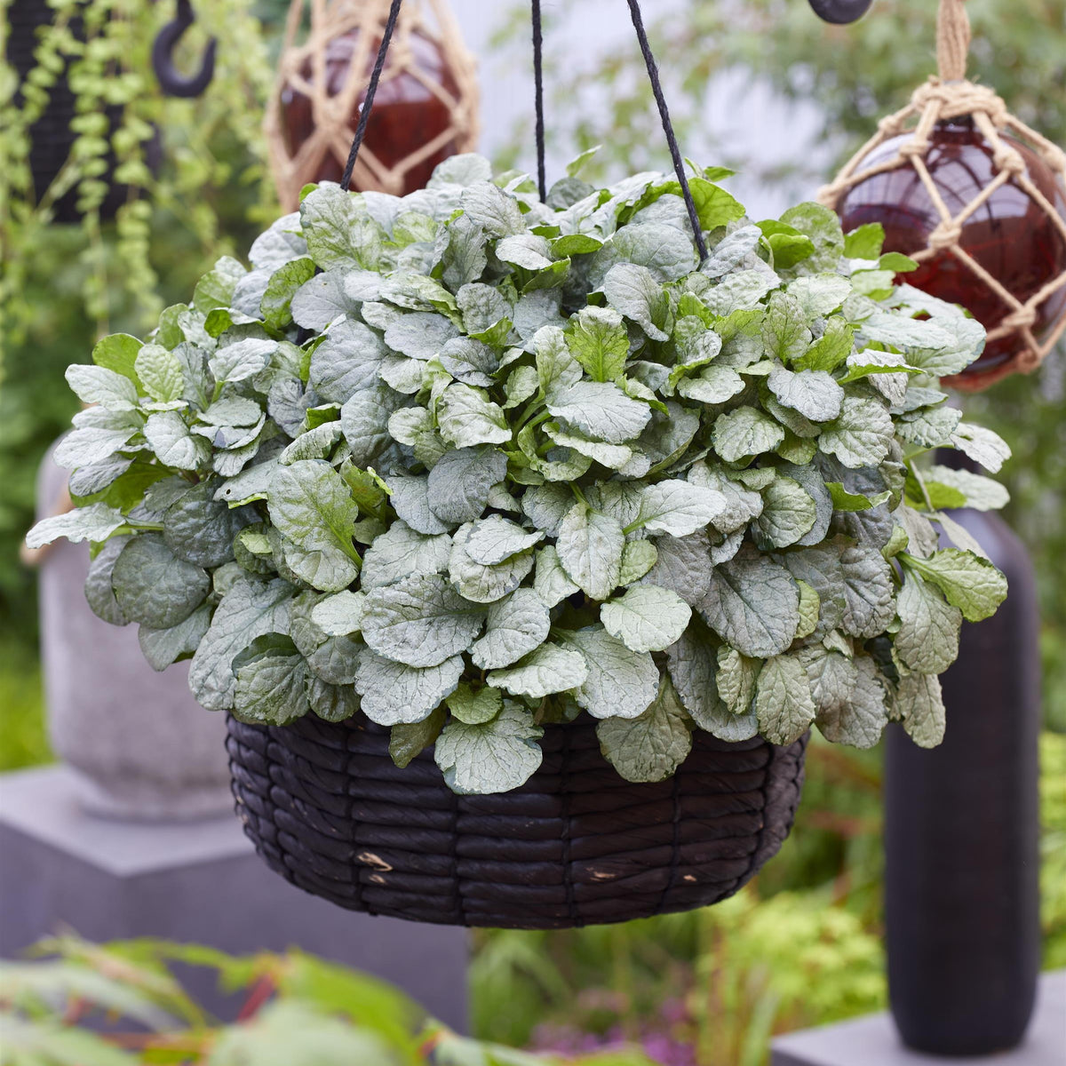 Ajuga reptans 'Asaaj1' ~ Princess Elsa Ajuga-ServeScape