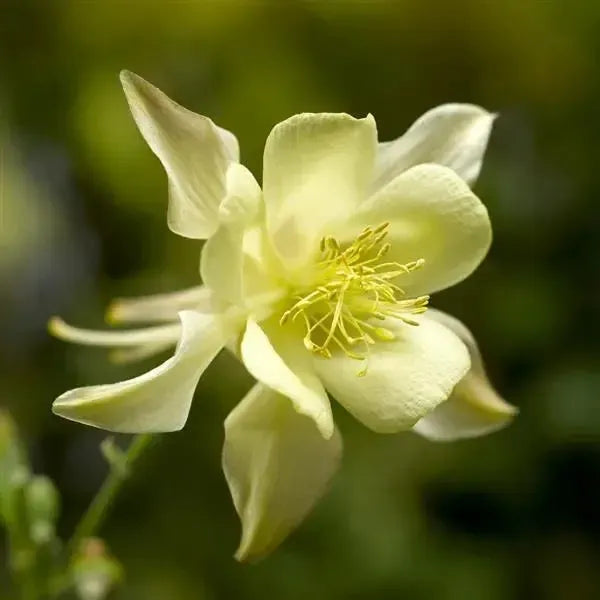 Aquilegia caerulea 'Kirigami Yellow' ~ Kirigami™ Yellow Columbine-ServeScape