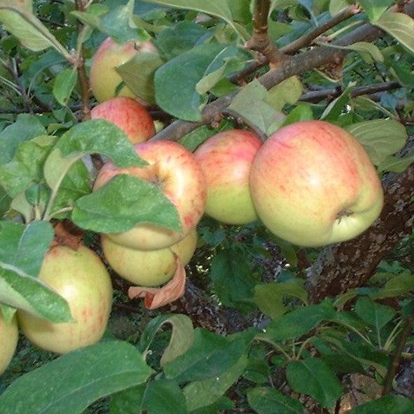 Malus 'Gravensteiner' ~ Gravensteiner Apple-ServeScape