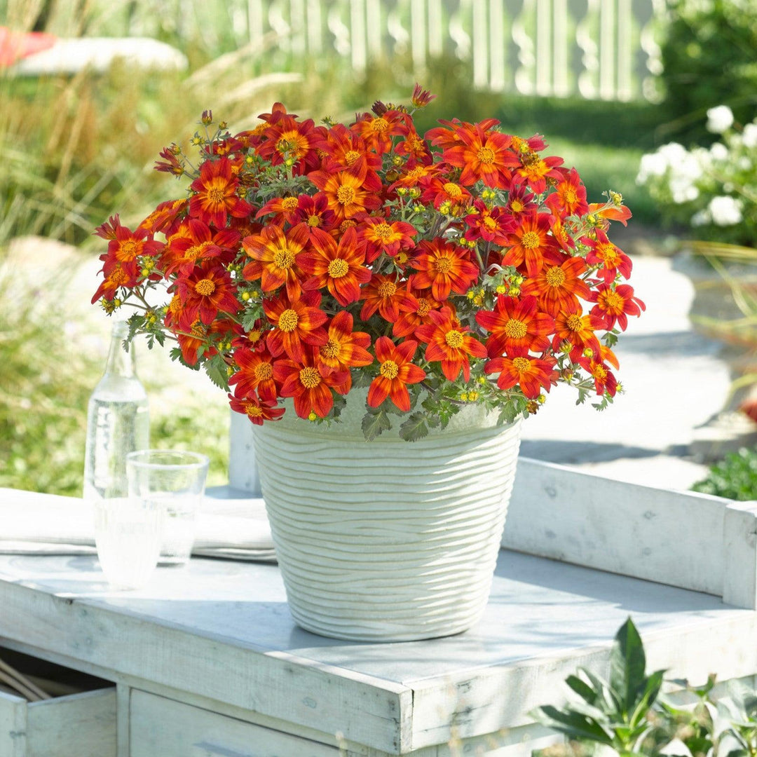 Bidens ferulifolia 'Baleehedi' ~ Bee Happy™ Red Imp. Bidens-ServeScape