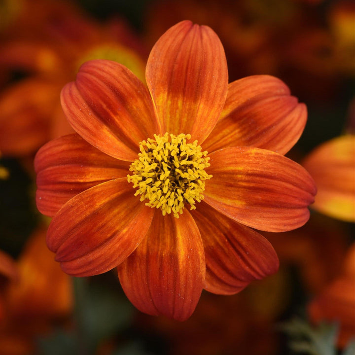 Bidens ferulifolia 'Baleehedi' ~ Bee Happy™ Red Imp. Bidens-ServeScape