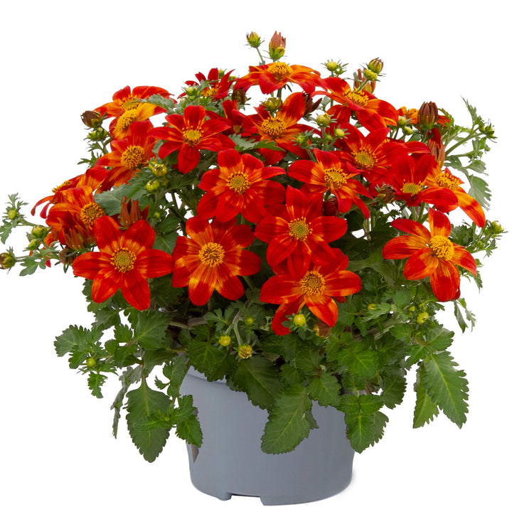 Bidens ferulifolia 'Baleehedi' ~ Bee Happy™ Red Imp. Bidens-ServeScape