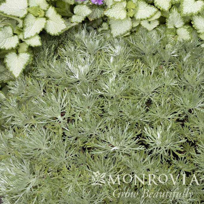 Artemisia schmidtiana 'Silver Mound' ~ Monrovia® Silver Mound Wormwood, Ghost Plant-ServeScape