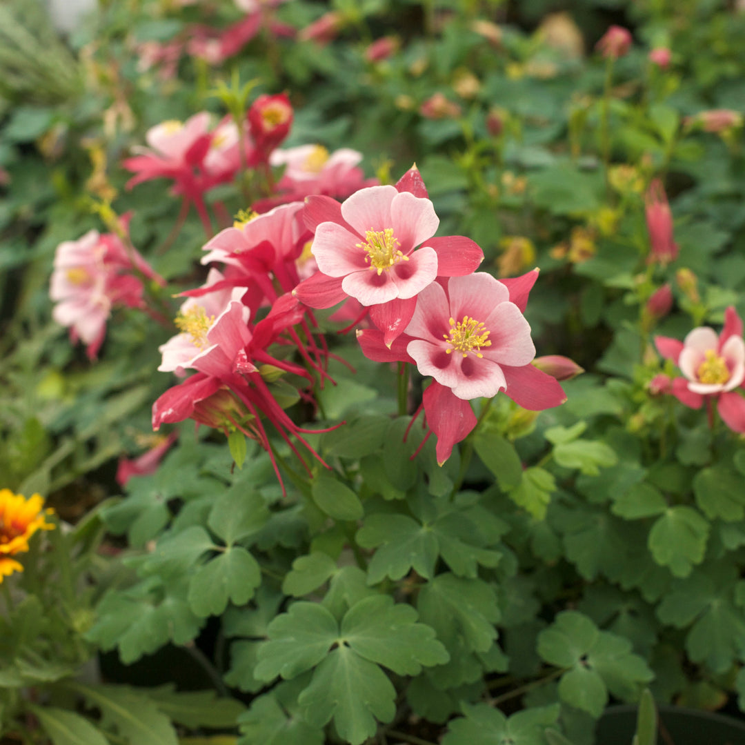 Aquilegia caerulea 'Rose & Pink' ~ Kirigami™ Rose & Pink Columbine-ServeScape