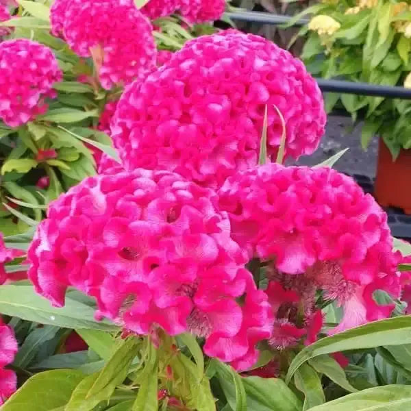Celosia cristata 'Twisted Bright Pink' ~ Twisted Bright Pink Celosia-ServeScape