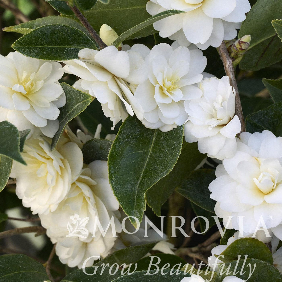 Camellia x 'Buttermint' ~ Monrovia® Buttermint Camellia-ServeScape