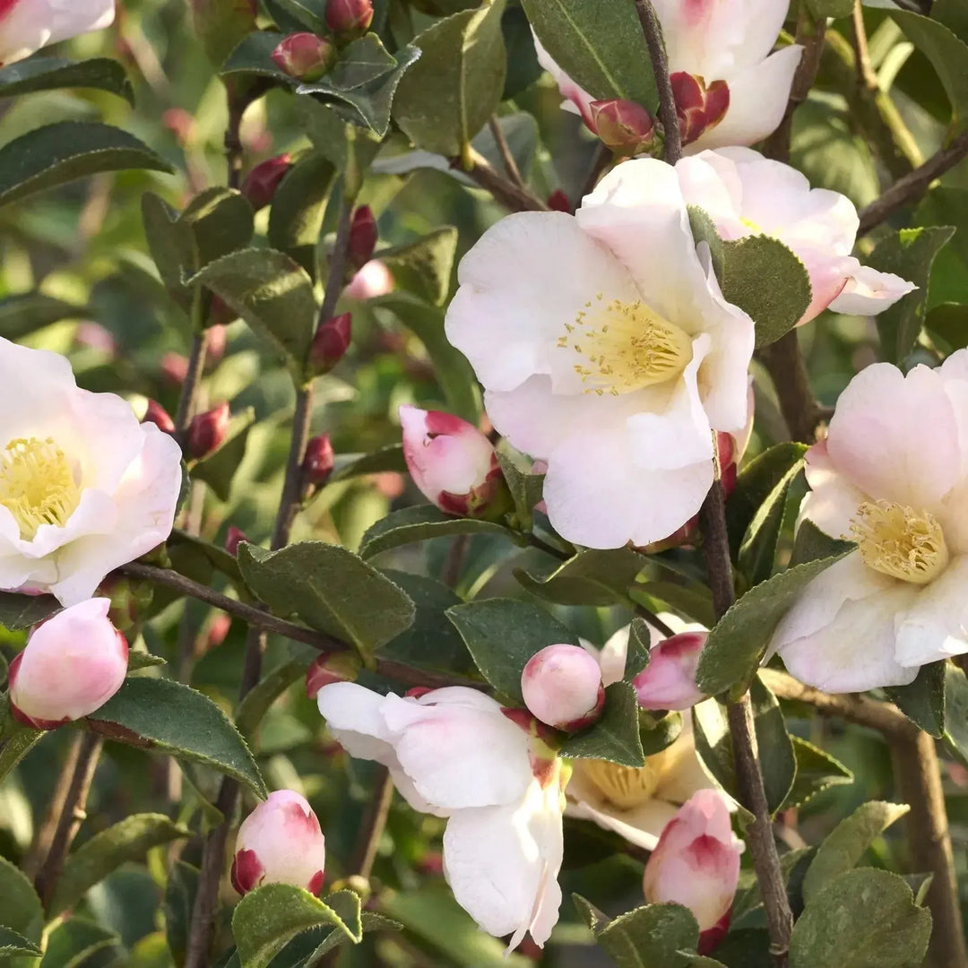 Camellia x 'Fairy Blush' ~ Monrovia® Fairy Blush Camellia-ServeScape