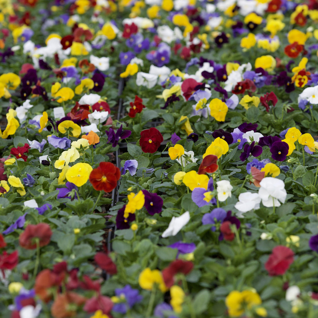 Viola x wittrockiana 'Delta Pure Colors Mix' ~ Delta™ Pure Colors Mix Pansy-ServeScape