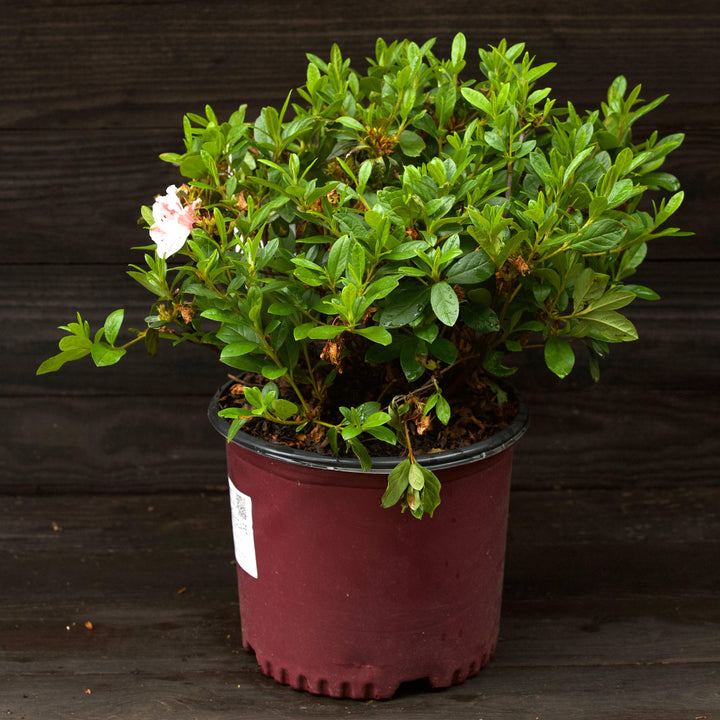 Rhododendron ‘Robleze’ ~ Encore® Autumn Starburst™ Azalea-ServeScape