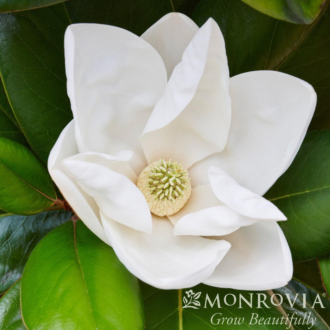 Magnolia grandiflora 'Southern Charm' PP#13,049 ~ Monrovia® Teddy Bear® Magnolia