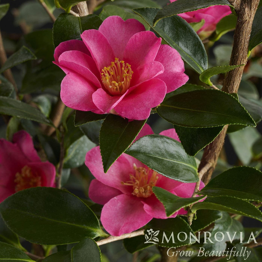 Camellia sasanqua 'Kanjiro' ~ Monrovia® Kanjiro Camellia-ServeScape