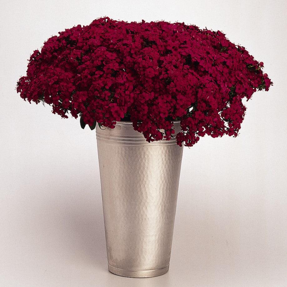 Dianthus barbatus interspecific 'PAS247229' ~ Amazon™ Neon Cherry Dianthus-ServeScape