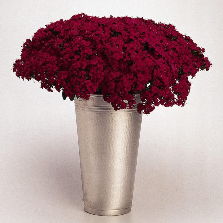 Dianthus barbatus interspecific 'PAS247229' ~ Amazon™ Neon Cherry Dianthus-ServeScape