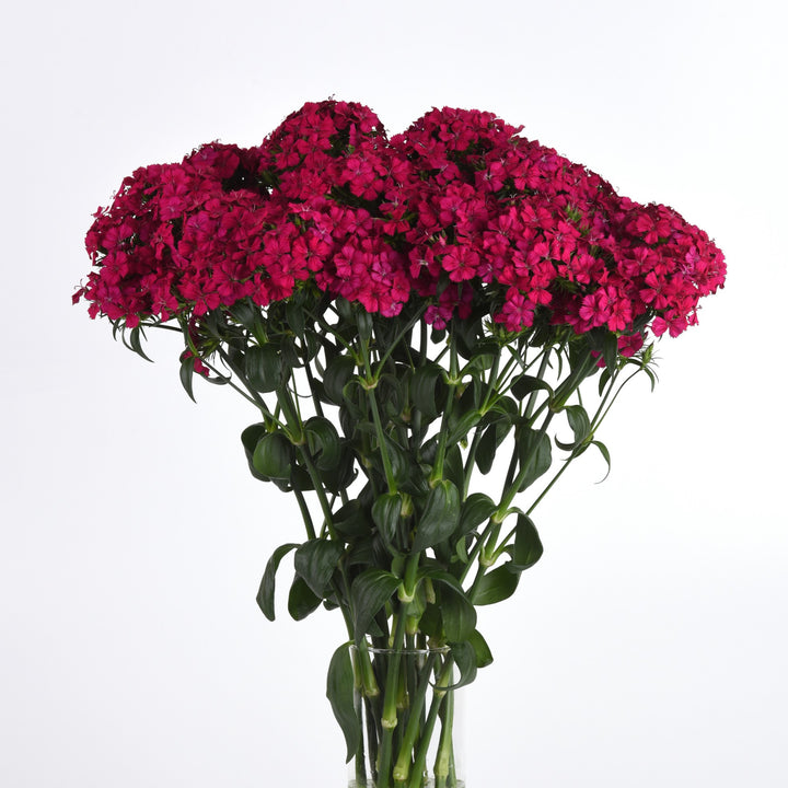 Dianthus barbatus interspecific 'PAS247229' ~ Amazon™ Neon Cherry Dianthus-ServeScape