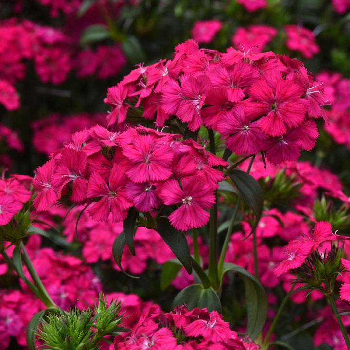 Dianthus barbatus interspecific 'PAS247229' ~ Amazon™ Neon Cherry Dianthus-ServeScape